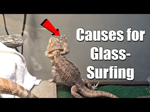 Why is My Bearded Dragon Digging at the Glass of Its Tank?