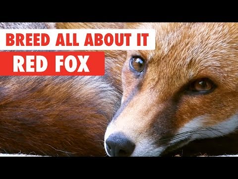 Breed All About It: Red Fox - UCPIvT-zcQl2H0vabdXJGcpg