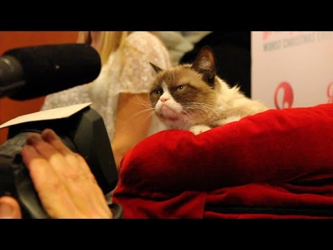Crave - CNET gets one-on-one time with the famed Grumpy Cat - UCOmcA3f_RrH6b9NmcNa4tdg