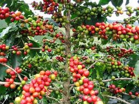 Requerimientos nutricionales y fertilización del cultivo de café - TvAgro Juan Gonzalo Angel - UCzW1r6IO7r8C2RPLZrD5lwA