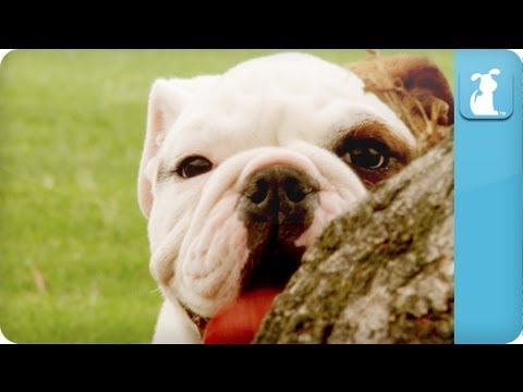 Bulldogs Puppies - Puppy Love - UCPIvT-zcQl2H0vabdXJGcpg