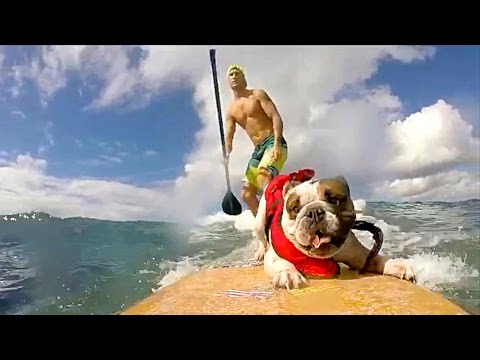 PEOPLE ARE AWESOME (PETS EDITION) | SURFING & SKATEBOARDING DOGS! - UCIJ0lLcABPdYGp7pRMGccAQ