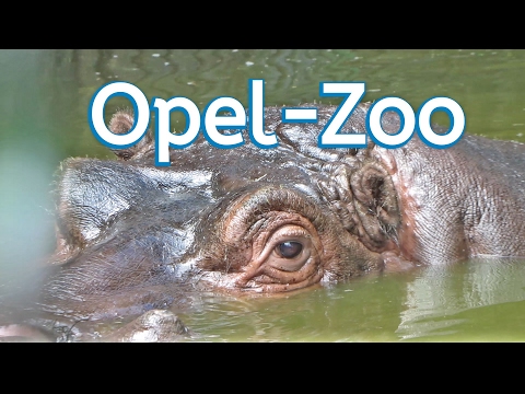 Zoo // Opel-Zoo // Giraffe // Elefanten // Nilpferd // Kronberg - UCNWVhopT5VjgRdDspxW2IYQ