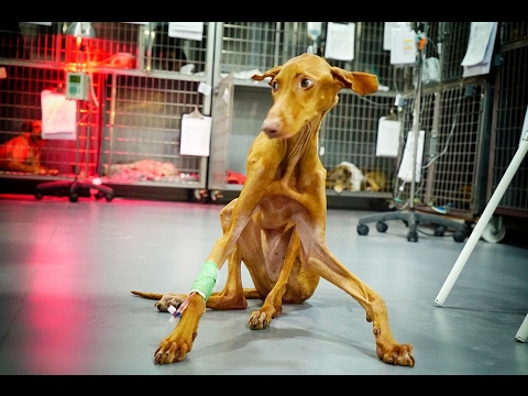 DOG FOUND ABUSED, BONES TWISTED,  BRAIN DAMAGE AND UNABLE TO STAND ! SHARE - UCjISfp5zGQYW3R4HpTs2iTw
