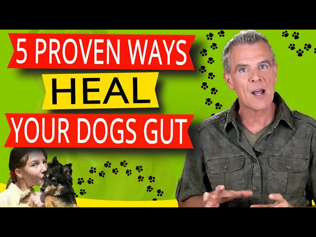 how-to-fix-dogs-gut-health-penslowmedicalcenter