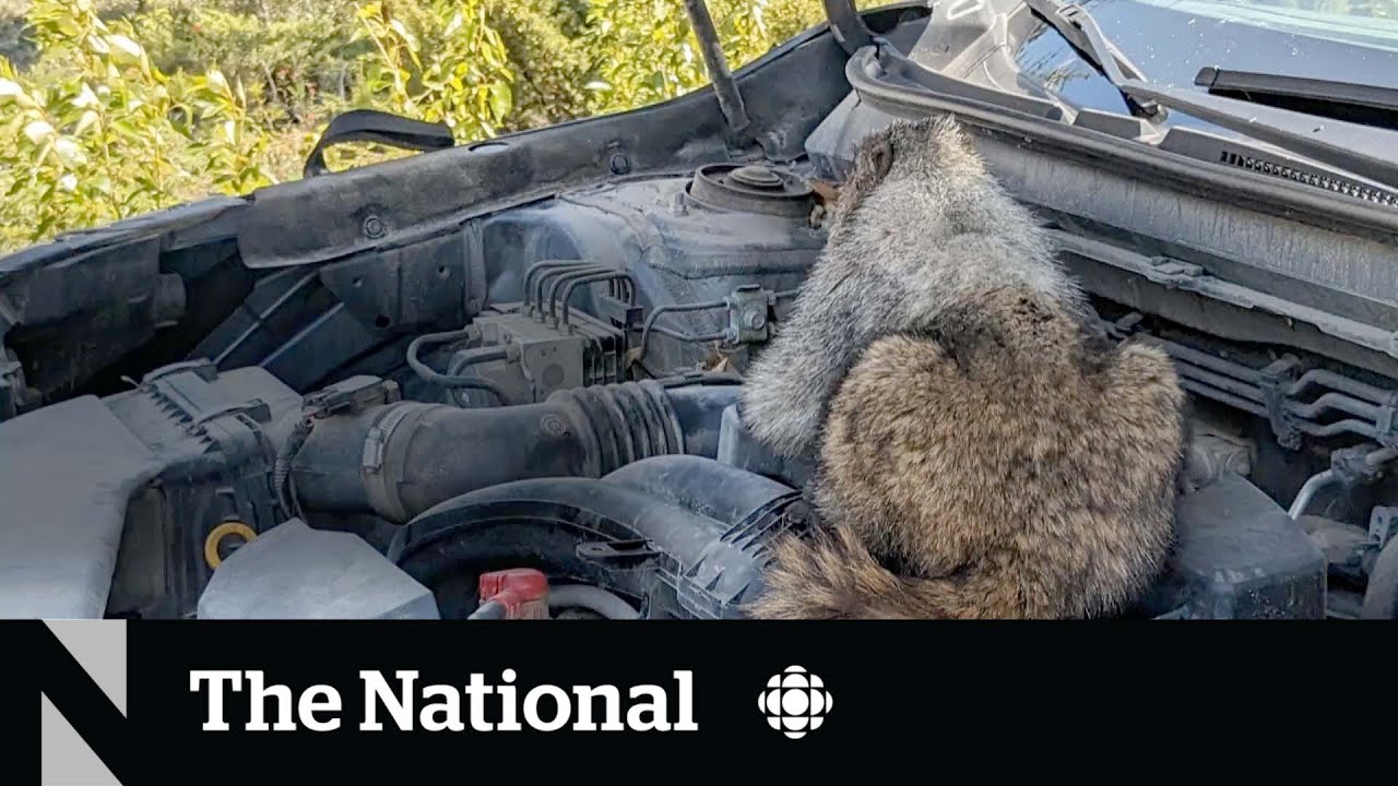 #TheMoment this man opened his hood to find a marmot in the engine