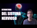 Image of the cover of the video;El SISTEMA NERVIOSO - Estructura y funciones | Píldoras educativas | Mr. Hipotálamo