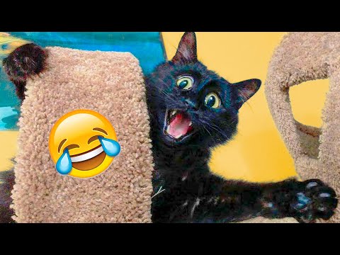 Funny Cats And Dogs Videos - Funniest Animal Videos 2021 🤣 - UC09IvZwjpunzrdHH1EHok-w