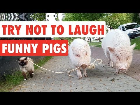 Try Not To Laugh | Funny Pigs Video Compilation 2017 - UCPIvT-zcQl2H0vabdXJGcpg