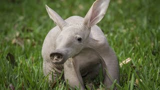 Aardvark - Animal of the Week