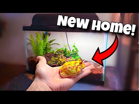 My ALBINO Pacman FROG Gets NEW Home!!