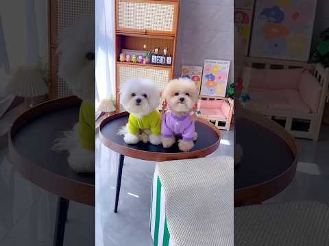 Cute dog. #shortsshorts #viralshort #viralvideo #funydog1010 #poodle #cutepuppy #usadogs #funny #dog