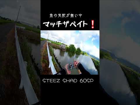 最後に気持ちよく食ってきた❕#shorts #bassfishing #バス釣り #おかっぱり #佐賀バス釣り #岸釣り #佐賀クリーク #右巻き大好き