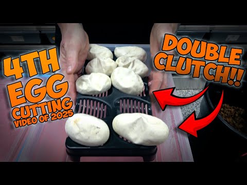 DOUBLE EGG CUTTING! #ballpython #scrambler #piebal Join this channel to get access to perks_
https_//www.youtube.com/channel/UC4DvlgWFFJsZmlXxULrl6vA/j