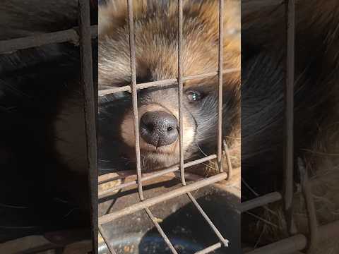 Undercover investigation revealing the reality of fur farms in China
#EndFurCruelty