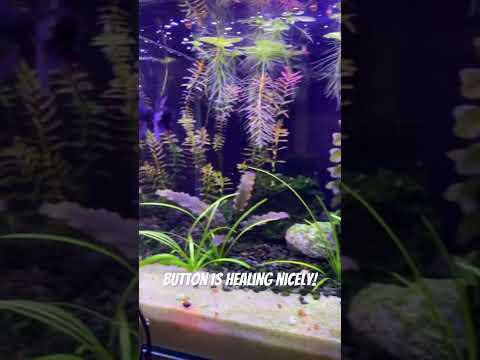 Rescued Betta's Incredible Comeback_ Button's Cont Last Christmas, I welcomed Button, a sickly blue Crowntail betta, into my care. Recently, I faced a 