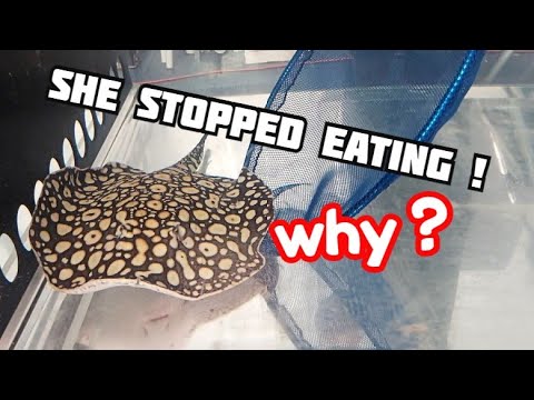My stingray STOPPED eating - What do I do? One of my rays stopped eating. I need to figure out what to do about this before the situation turns