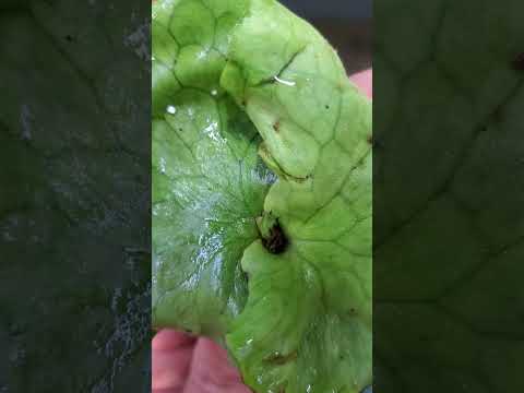 ビカクシダの苗　成長点の向きは？