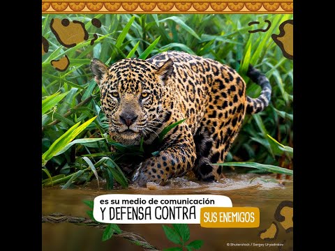 DÍA INTERNACIONAL DEL JAGUAR | WWF