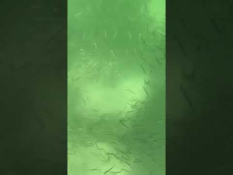 #schooloffish #jumeirah #beach #dubai #sea