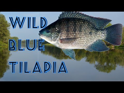Wild Blue Tilapia #shorts Wild blue tilapia in Florida trying to stay warm.