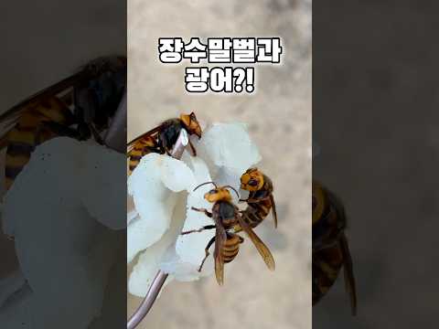 장수말벌에게 광어회 주기?! 장수말벌 미슐랭! #장수말벌 #말벌 #곤충 #insects #로커스트게임 #사마귀 #회 #광어 #광어회 #곤충먹방 #bee #먹방 #미슐랭