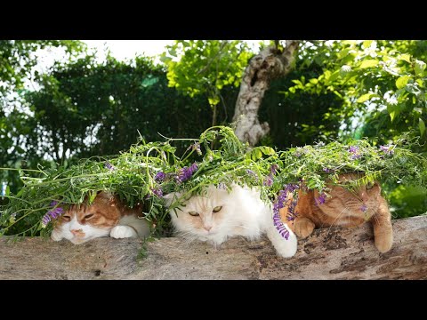 猫の動画サムネイル - クサフジの花　のせ猫　250730
