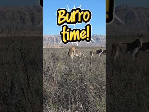 What Happens In Vegas... Or Even Outside Vegas. #shorts #burros #nature