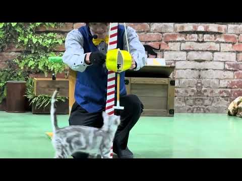 那須どうぶつ王国2025年8月猫ショーとヒマワリちゃん登場のかわいいパフォーマンス サムネイル