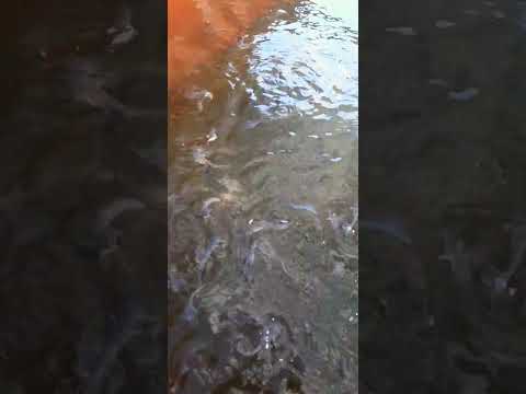 budidaya lele pemula