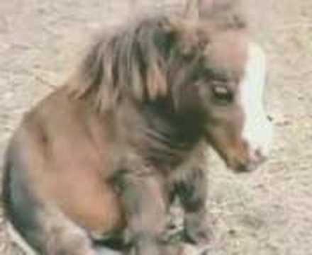 The World's Smallest Horse