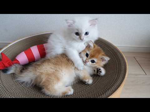 Cute kitten who loves her siblings so much she could bite them...