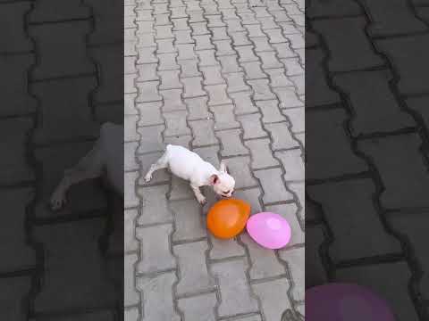 The little dog seems to have become more mischievous than before 🐕🦖👍 #short #enjoy