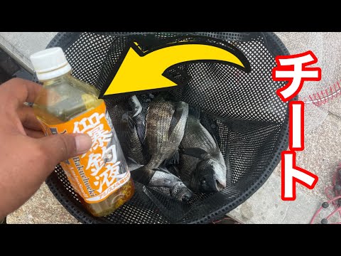 とあるサシエがチート級になる方法【チヌ釣り】