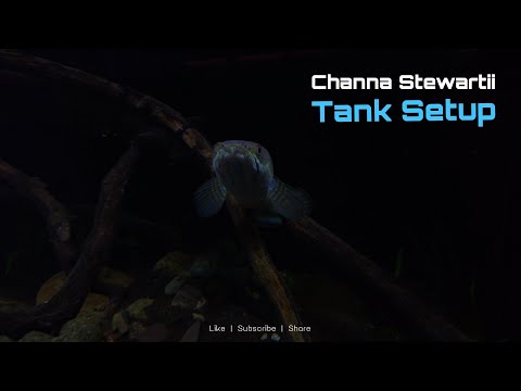 My Channa Stewartii Tank is done Finally my tank for my Sterwatii pair is done. I'm keeping them at 26-27°C and using BCB in a canis