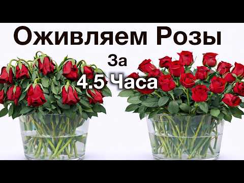 Как оживить увядшие розы за 4,5 часа | Проверенный способ