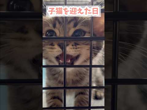 猫の動画サムネイル - スコティッシュの赤ちゃんを迎えた伝説の日 #shorts #猫 #cat