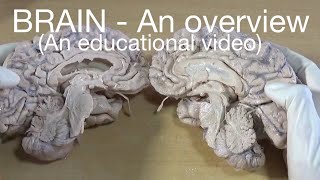BRAIN - AN Overview (for medical education purpose)