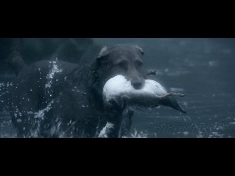 Ducks and Retrievers: Hunting with Dog Training Collars and Sporting
Dog Pro