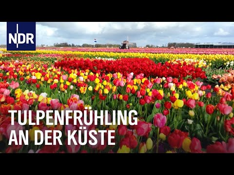 Tulpenfrühling in den Niederlanden | Nordseereport | NDR Doku