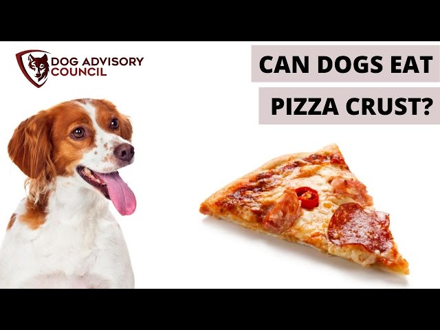 can-dogs-eat-pizza-crust-hayfarmguy