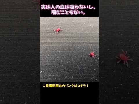 【正体は?】公園にいる赤い小さい虫、実は無害です