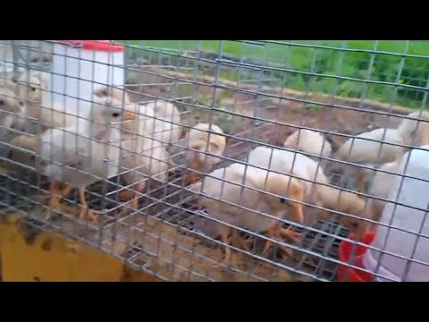 #wow#After so many days My farm video#many changes