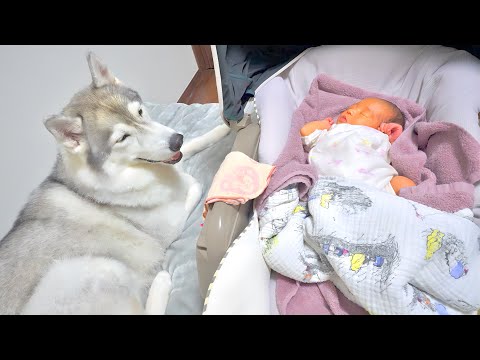 ママのベッドを独占し、大好きな寝顔を見守る愛犬が幸せそうでした...