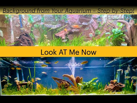 Removing a 3D Background from Your Aquarium – St Thinking about removing that bulky 3D background from your aquarium? In this step-by-step guide, I