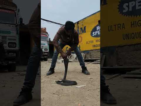😱देख लो 10 सेकंड मे कैसे पकड़ते है साँप 🐍😱 #tigerbhaijaan #cobra #viralvideo #ytshorts