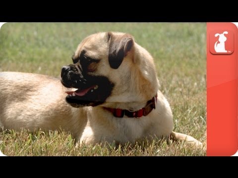 My Forever Home - OMG I love my pug!! - UCPIvT-zcQl2H0vabdXJGcpg