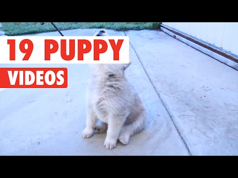 19 Puppy Videos Compilation 2017 - UCPIvT-zcQl2H0vabdXJGcpg