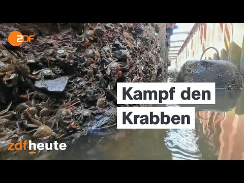 Mit neuen Fallen gegen die Invasion der Wollhandkrabben