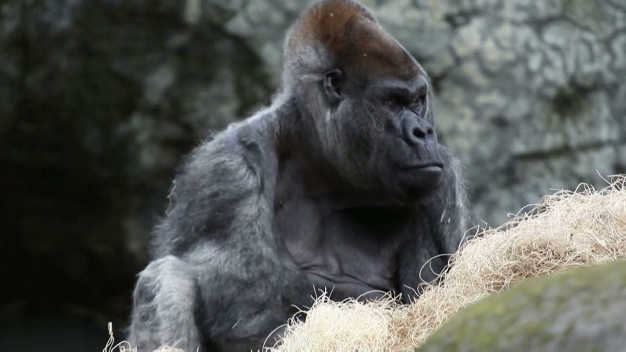 World’s oldest male gorilla Ozzie dies